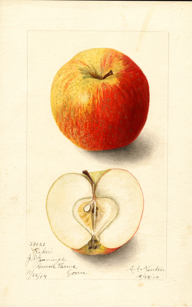 Apples, Baker (1904)