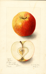 Apples, Baker (1904)