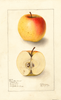Apples, Long Stem Sweet (1907)