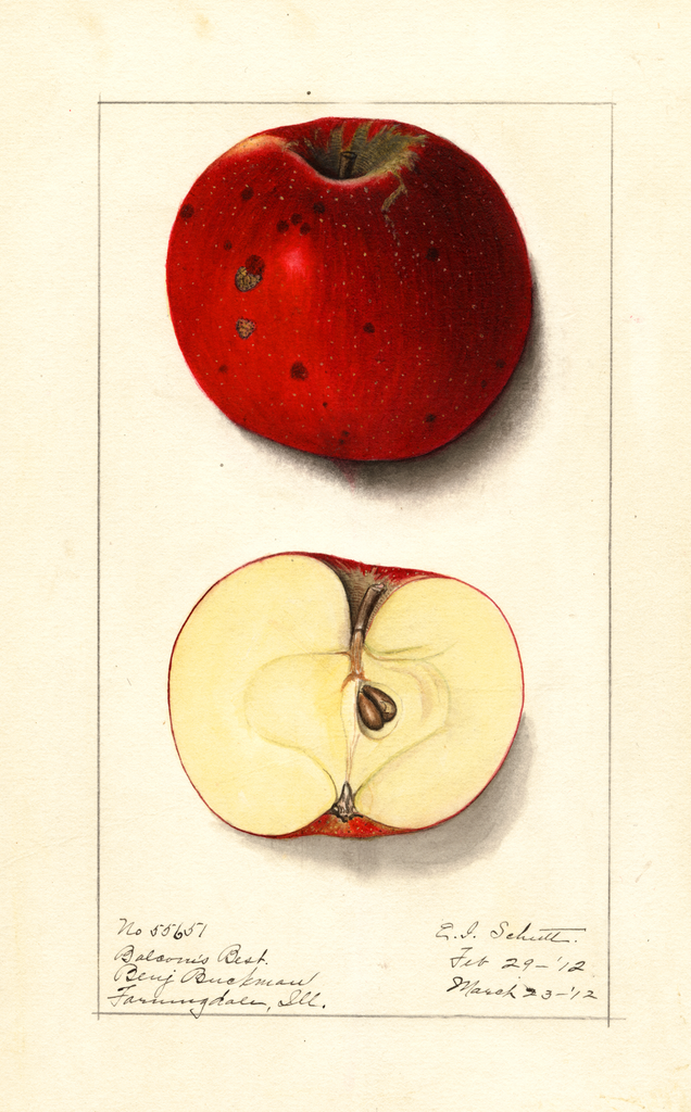 Apples, Balcoms Best (1912)