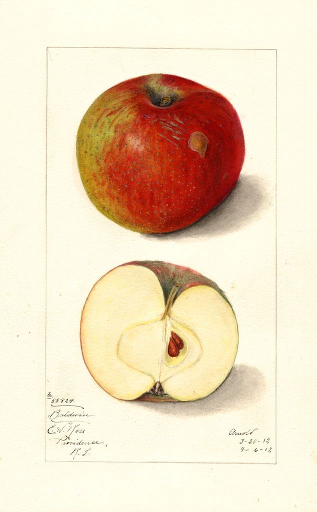 Apples, Baldwin (1912)