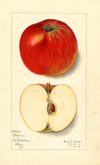 Apples, Baldwin (1913)