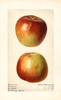 Apples, Baldwin (1918)