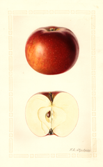 Apples, Baldwin (1933)