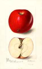 Apples, Baldwin (1899)