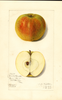 Apples, Canada Reinette (1915)