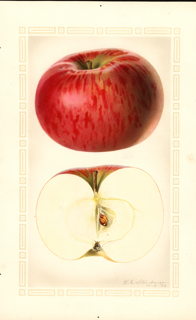Apples, Bietigheimer (1926)