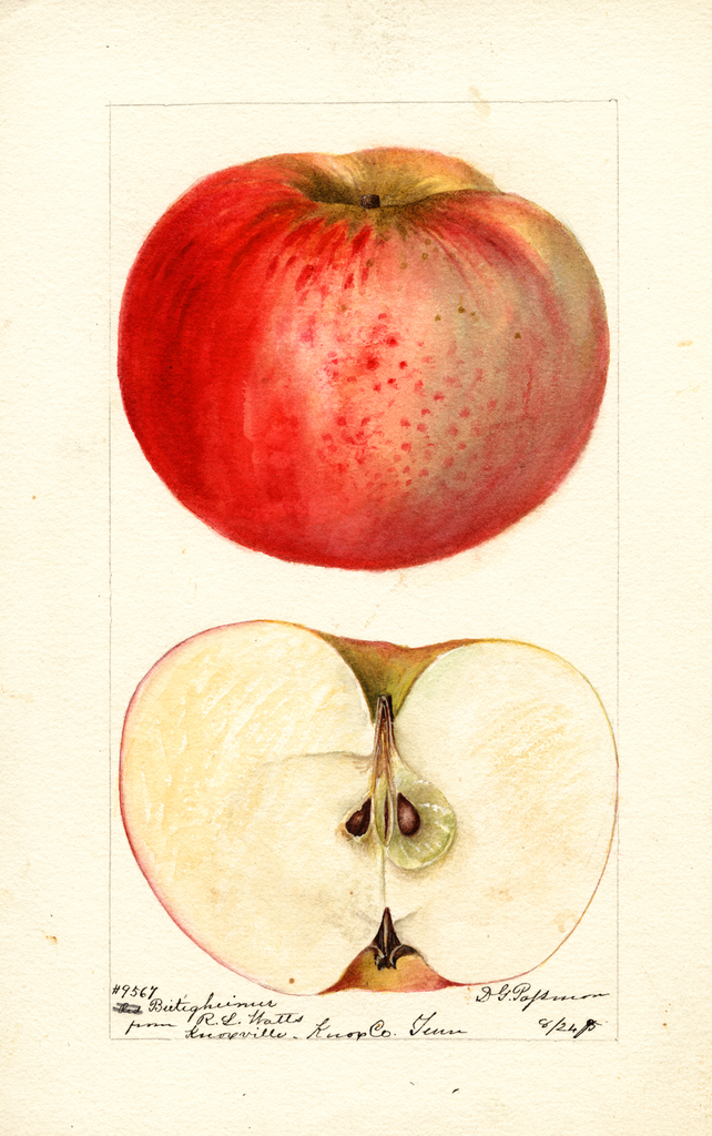 Apples, Bietigheimer (1895)