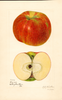 Apples, Bigupp (1921)
