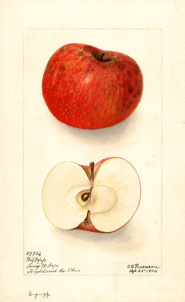 Apples, Big Upp (1904)