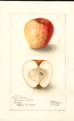Apples, Bishop Bourne (1908)