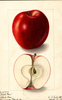 Apples, Black Ben (1905)