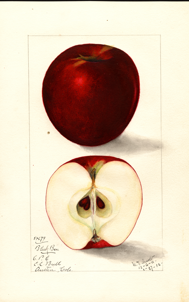 Apples, Black Ben (1912)