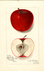 Apples, Black Ben (1912)