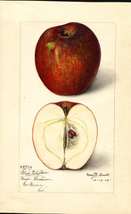 Apples, Black Gilliflower (1915)
