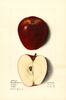 Apples, Black Gilliflower (1914)