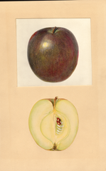 Apples, Black Gilliflower (1937)
