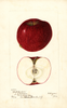 Apples, Black Hartford (1902)