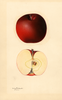 Apples, Black Jonathan (1932)
