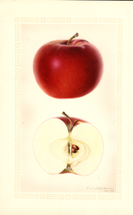 Apples, Black Mcintosh (1931)