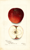 Apples, Black Oxford (1902)