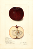 Apples, Black Oxford (1913)
