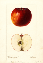 Apples, Black Oxford (1896)
