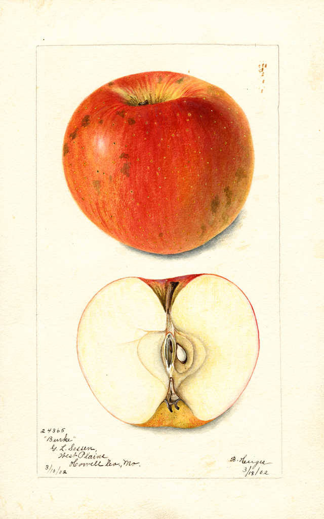 Apples, Burke (1902)