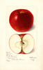 Apples, Burrow (1899)