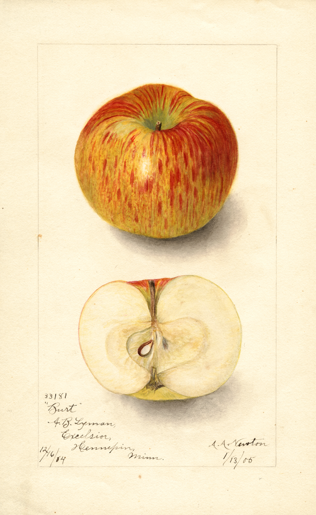 Apples, Burt (1905)