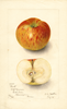 Apples, Burt (1905)