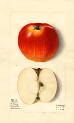 Apples, Burton (1915)