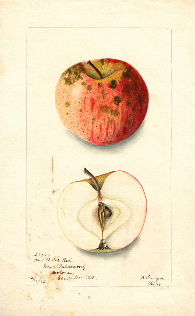 Apples, Butter Red (1903)