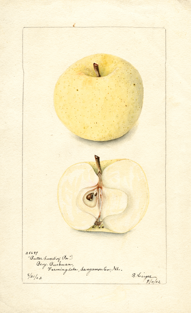 Apples, Butter Sweet Of Pennsylvania (1902)
