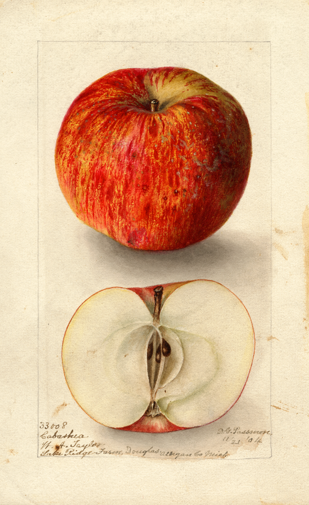 Apples, Cabashea (1904)