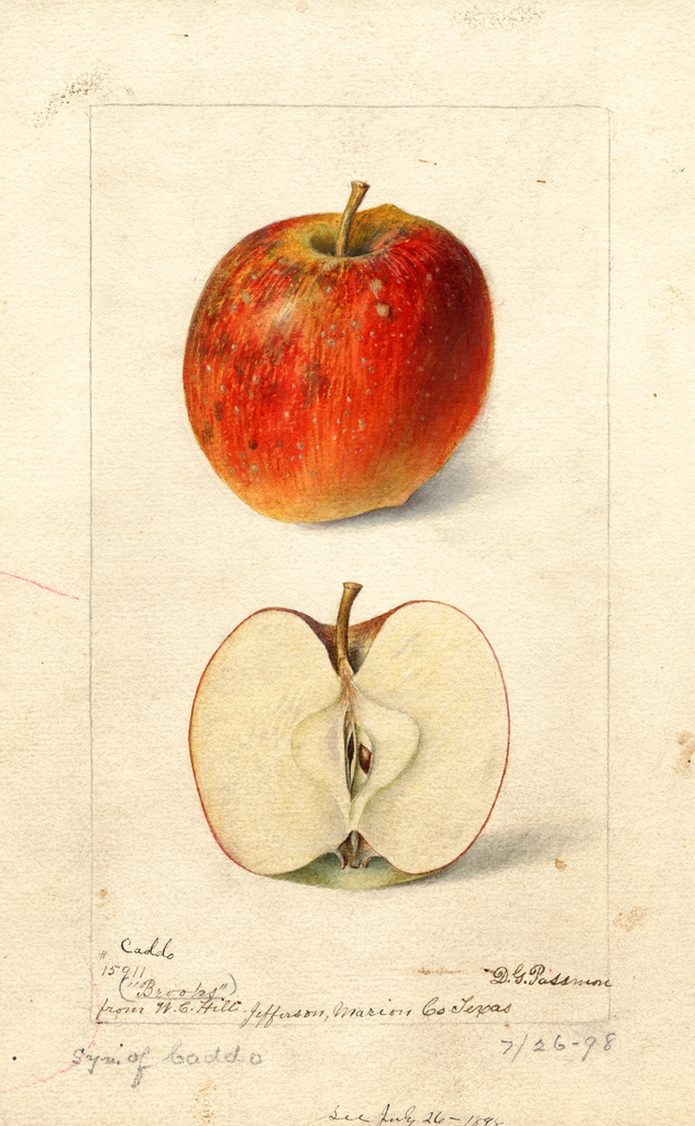Apples, Brooks (1898)