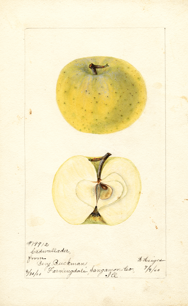 Apples, Cadwallader (1900)