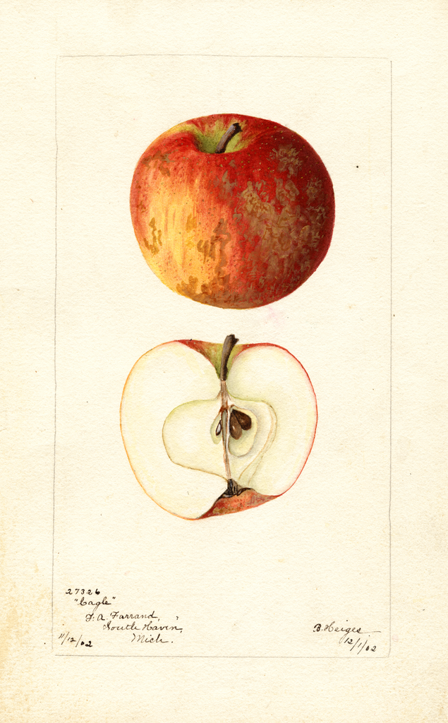 Apples, Cagle (1902)