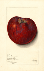 Apples, Blue Pearmain (1912)