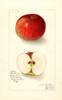 Apples (1911)
