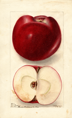 Apples, Blue Russian (1904)