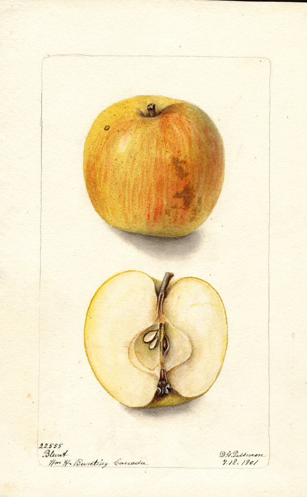 Apples, Blunt (1901)