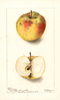 Apples, Blush Pippin (1901)