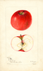 Apples, Bortz (1901)