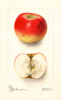 Apples, Bortz (1903)