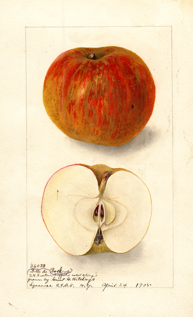 Apples, Belle De Boskoop (1905)
