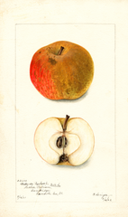 Apples, Belle De Boskoop (1902)