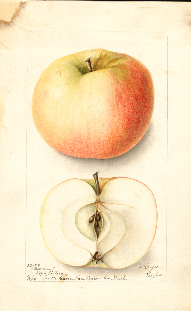 Apples, Bosnian (1904)