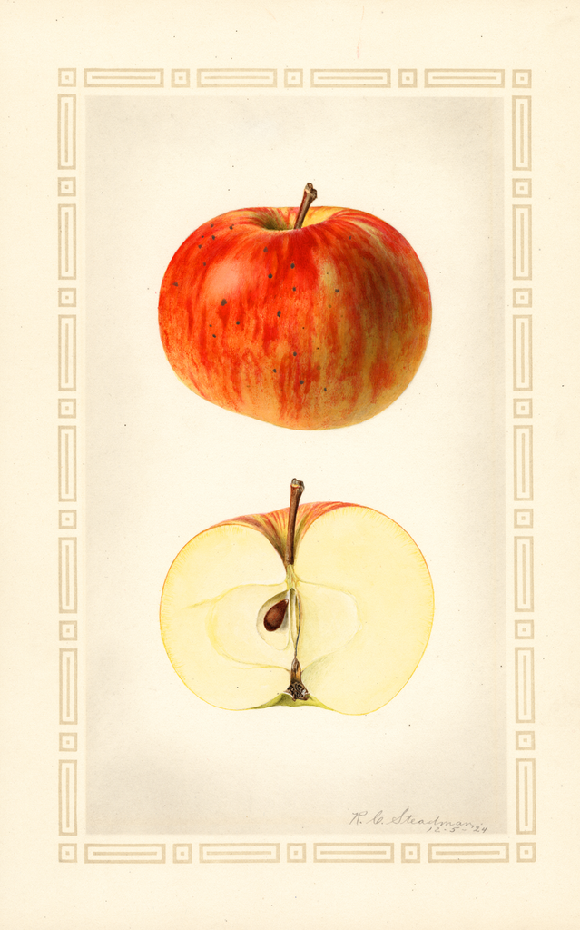 Apples, Bostic Queen (1924)