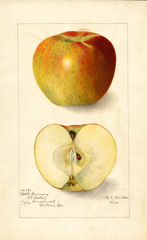 Apples, Bottle Greening (1905)